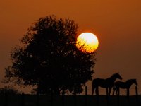 Pferdekoppel im Sonnenuntergang.jpg